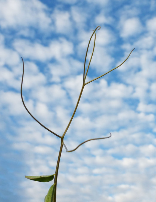 Image of fodder vetch