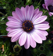 Image of daisybush