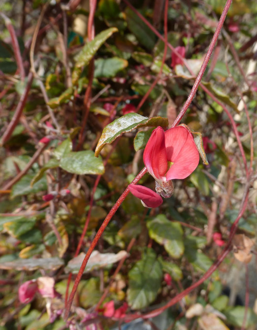 Image de Kennedia eximia Paxton