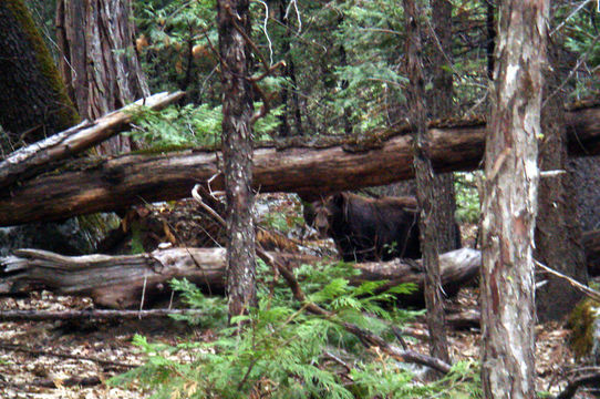 Image of American Black Bear