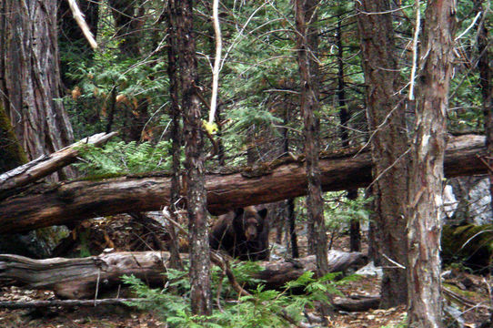 Image of American Black Bear