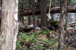 Image of American Black Bear