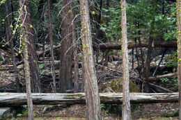 Image of American Black Bear