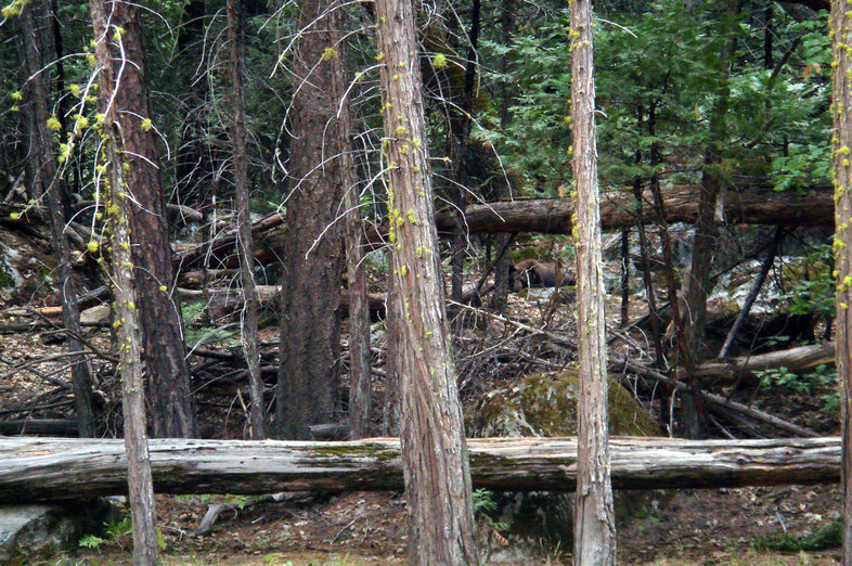 Image of American Black Bear