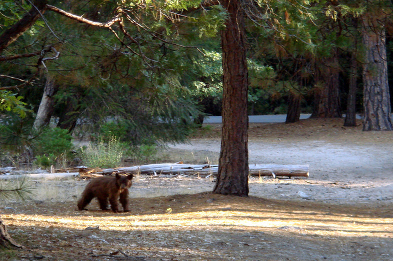 Image of American Black Bear