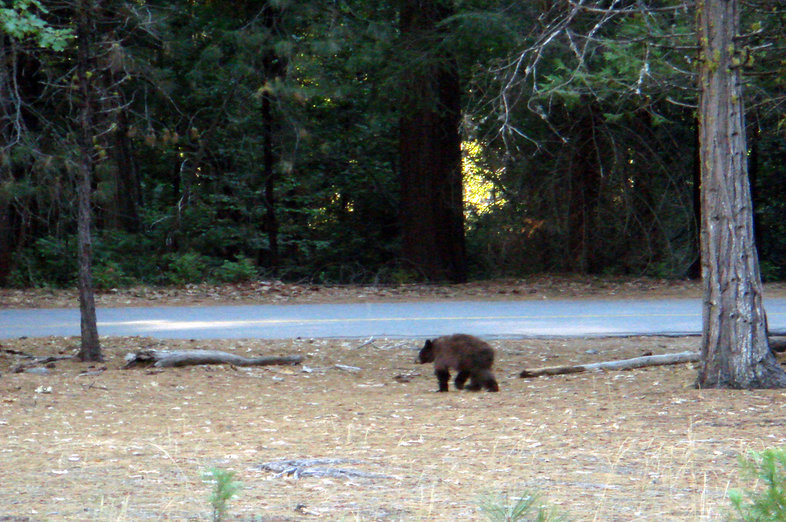 Image of American Black Bear