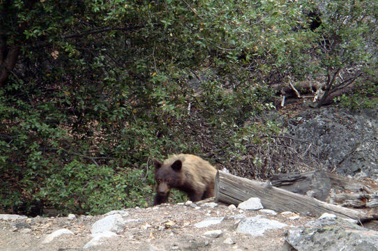 Image of American Black Bear