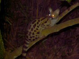 Image of Blotched Genet