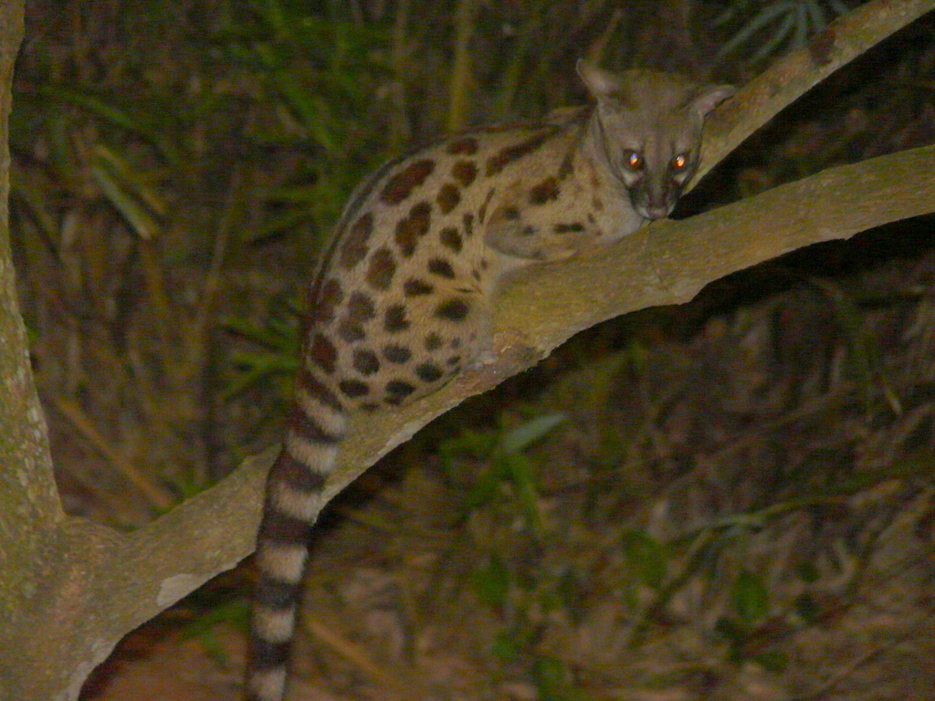 Image of Blotched Genet