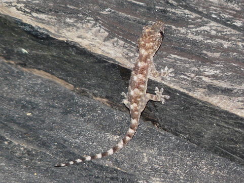 Image of Baobab Gecko