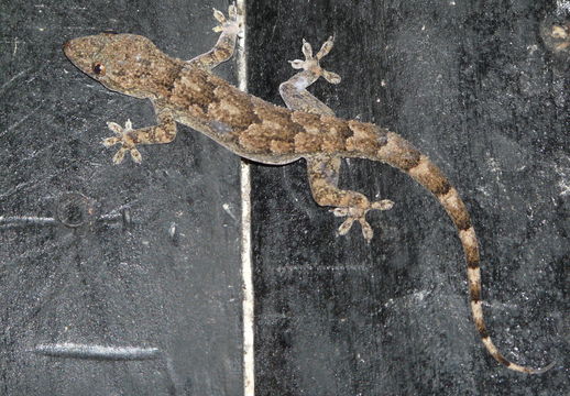 Image of Baobab Gecko