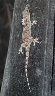 Image de Hemidactylus platycephalus Peters 1854