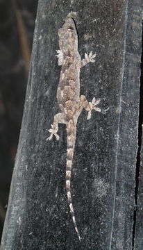 Image of Baobab Gecko