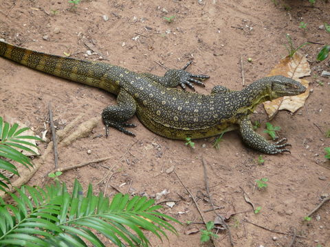 Image of Ornate monitor