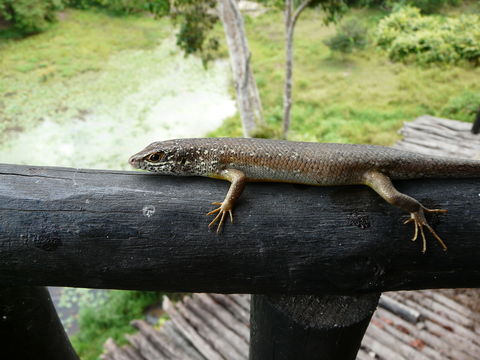 Image of Trachylepis maculilabris (Gray 1845)