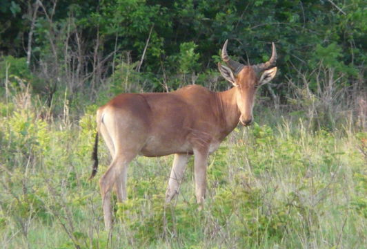 Image of Coke's Hartebeest