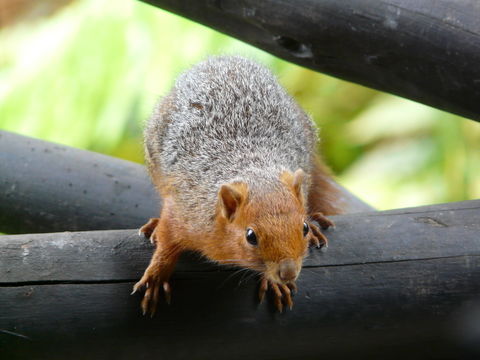 Image of Red Bush Squirrel