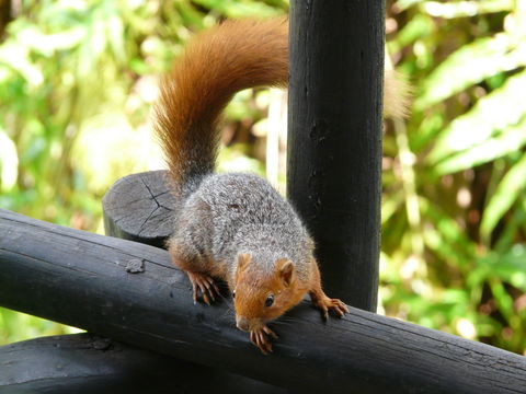 Image of Red Bush Squirrel