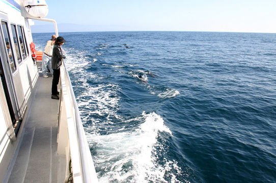 Image of Long-beaked Common Dolphin -- Longbeaked Common Dolphin