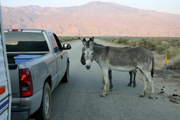 Image of Ass -- Feral donkey