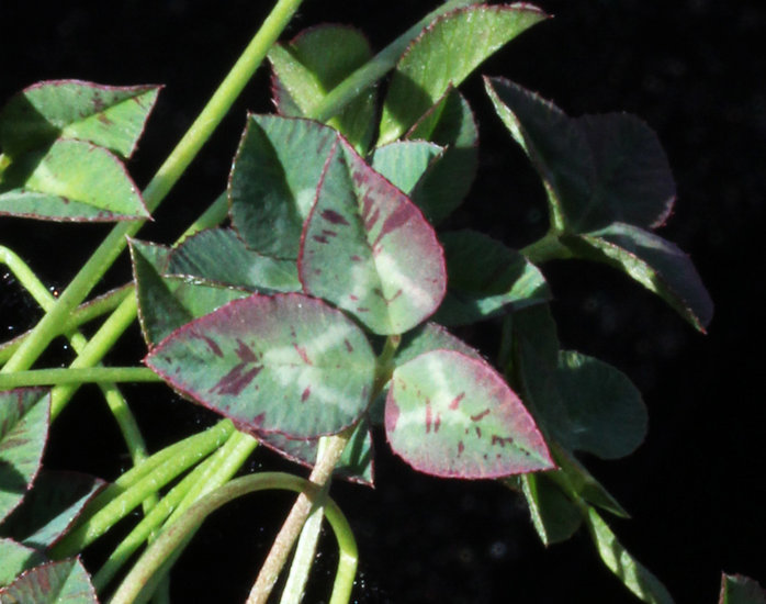Image of oneflower clover