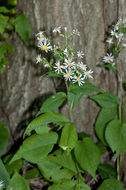 Слика од Eurybia macrophylla (L.) Cass.