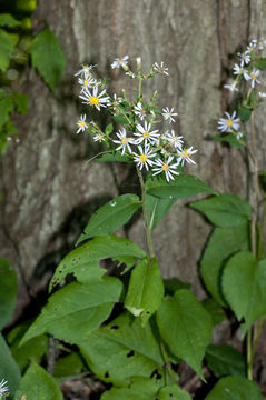 Image of bigleaf aster