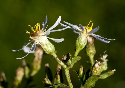 Image of bigleaf aster