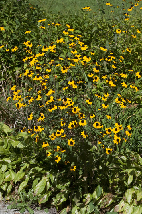 Image of <i>Rudbeckia fulgida</i> var. <i>speciosa</i>