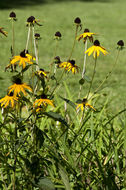 Image of <i>Rudbeckia fulgida</i> var. <i>speciosa</i>