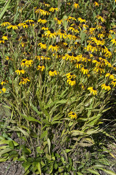 Imagem de Rudbeckia hirta var. pulcherrima Farw.