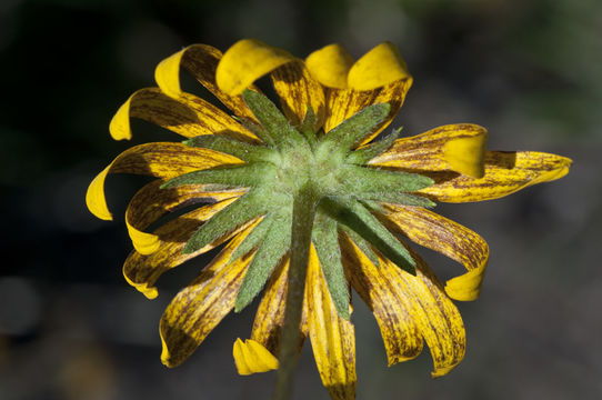 Sivun Rudbeckia hirta var. pulcherrima Farw. kuva