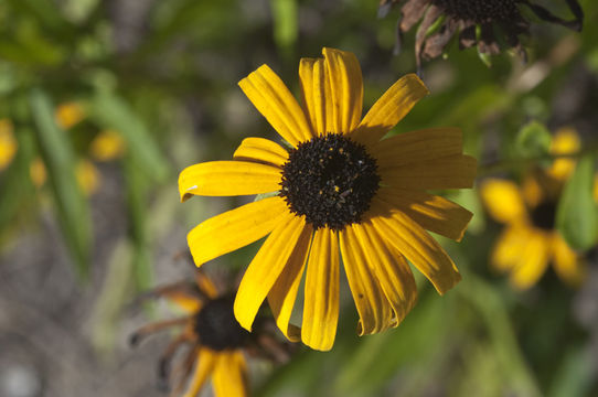 Imagem de Rudbeckia hirta var. pulcherrima Farw.