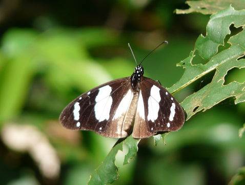 Image of Amauris ochlea Boisduval 1847