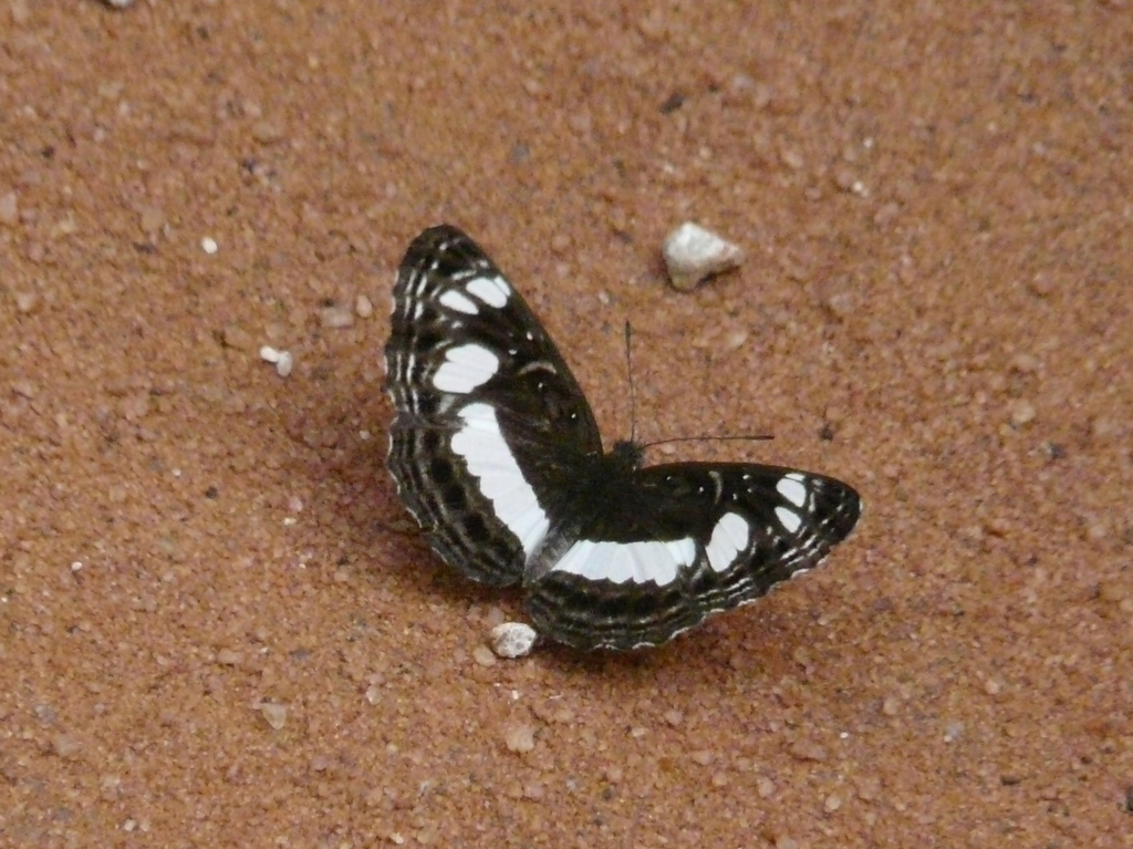 Image of Neptis saclava Boisduval 1833