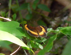 Image of Junonia terea Drury 1773