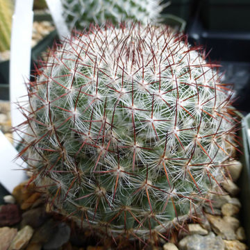 Mammillaria rhodantha subsp. mccartenii D. R. Hunt的圖片