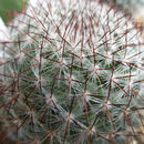 Image of Mammillaria rhodantha subsp. mccartenii D. R. Hunt