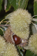 Image of American chestnut