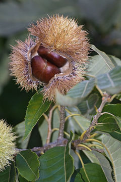 Image of American chestnut