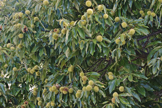 Image of American chestnut