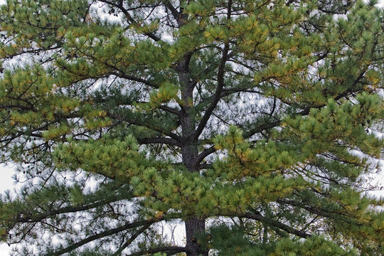 Image of Loblolly Pine