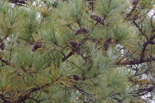 Image of Loblolly Pine