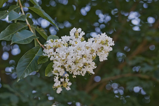 Image of Crape myrtle