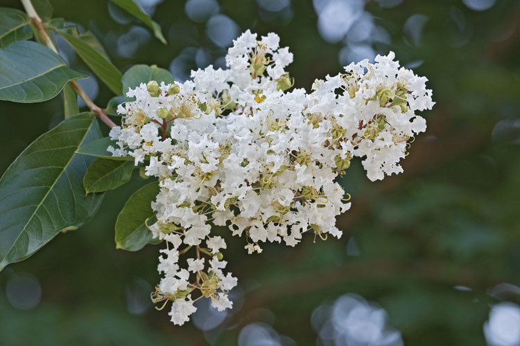 Image of Crape myrtle