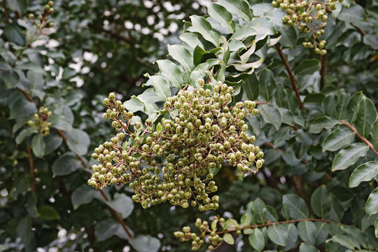 Image of Crape myrtle