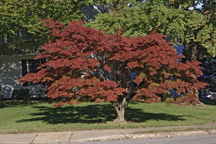 Image of Japanese maple