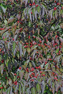 Image of flowering dogwood