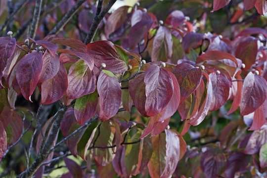 Image de Cornouiller à fleurs