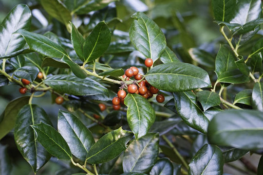 Ilex cornuta Lindl. & Paxton resmi